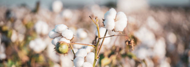 POURQUOI CHOISIR LE COTON BIO POUR TON PROCHAIN TEE SHIRT ?